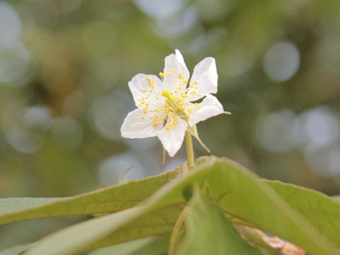 Muntingia calabura