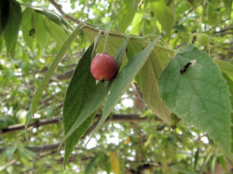 Muntingia calabura