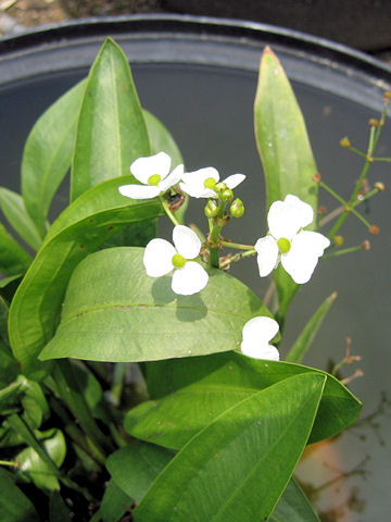 Sagittaria graminea