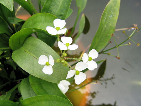 Sagittaria graminea