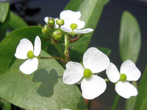 Sagittaria graminea