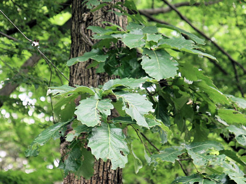 Quercus aliena