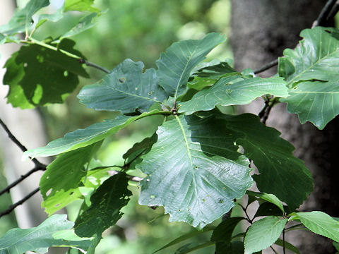 Quercus aliena