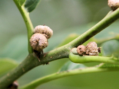 Quercus aliena