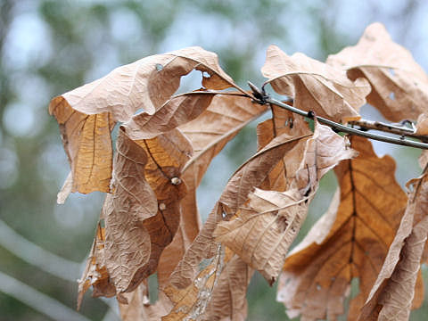 Quercus aliena