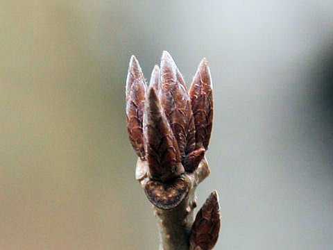 Quercus aliena