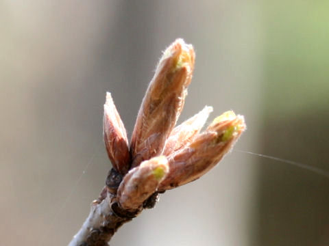 Quercus aliena