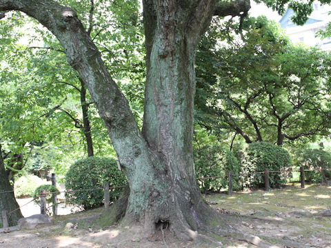 Quercus aliena