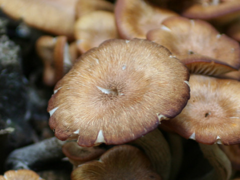 Armillaria tabescens