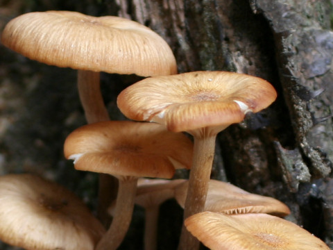 Armillaria tabescens