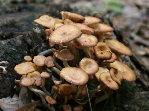 Armillaria tabescens