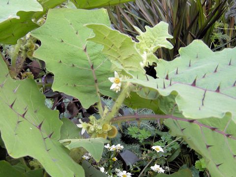 Solanum quitoense