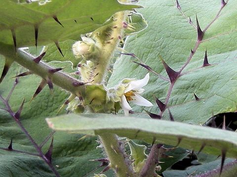 Solanum quitoense