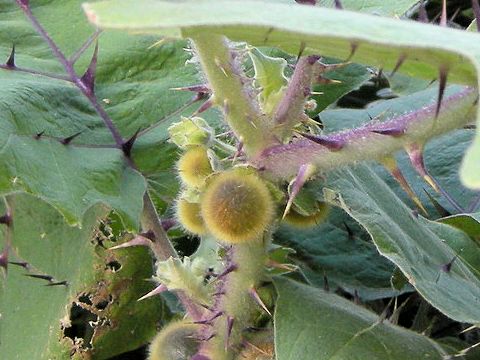 Solanum quitoense