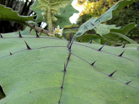 Solanum quitoense