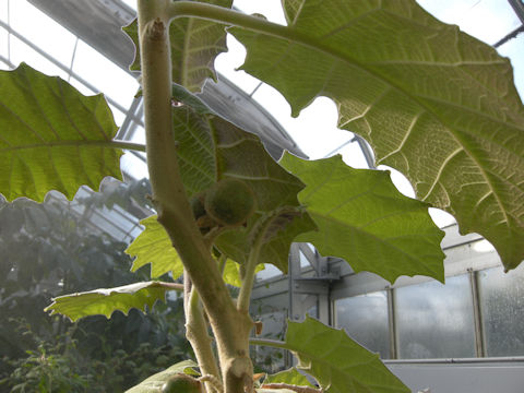 Solanum quitoense