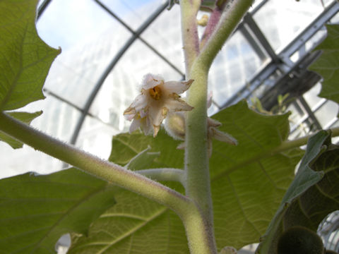 Solanum quitoense