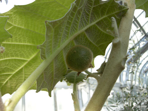 Solanum quitoense