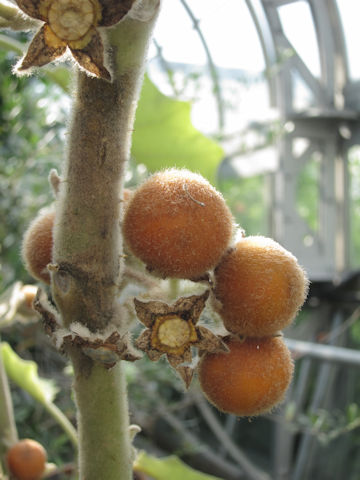 Solanum quitoense