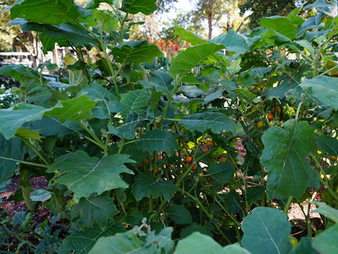 Solanum quitoense