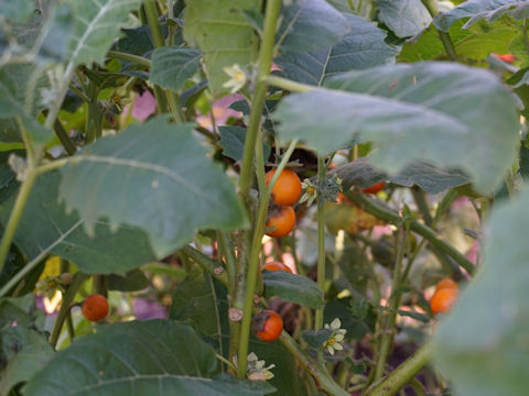 Solanum quitoense