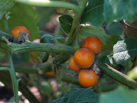 Solanum quitoense