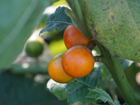 Solanum quitoense