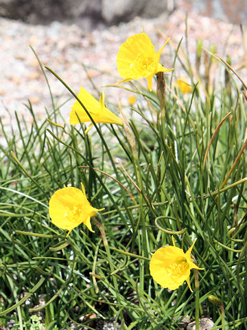 Narcissus bulbocodium