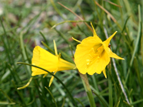 Narcissus bulbocodium