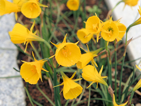 Narcissus bulbocodium cv. Goldenbells