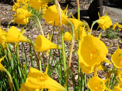 Narcissus bulbocodium