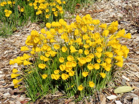 Narcissus bulbocodium