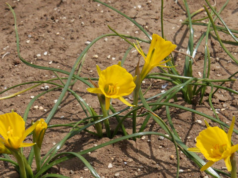 Narcissus bulbocodium