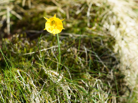 Narcissus bulbocodium