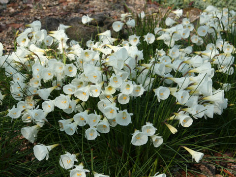 Narcissus cantabricus