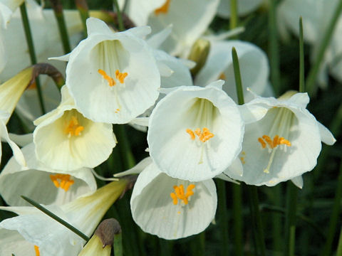 Narcissus cantabricus