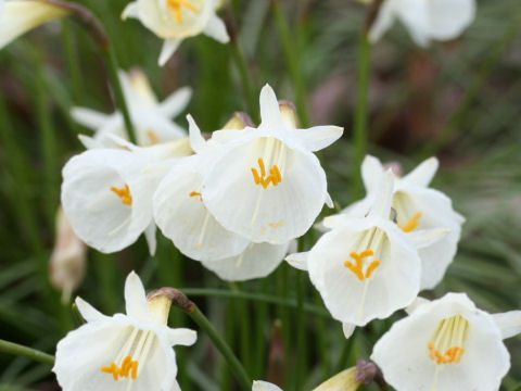 Narcissus cantabricus