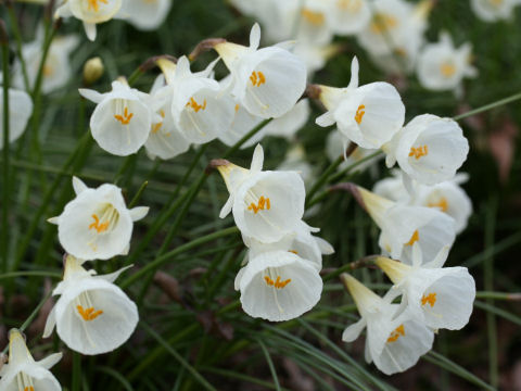 Narcissus cantabricus