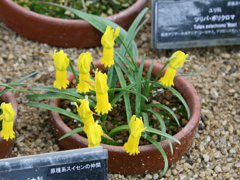 Narcissus cyclamineus