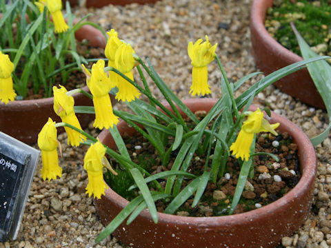 Narcissus cyclamineus