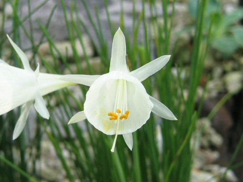 Narcissus cantabricus var. foliosus