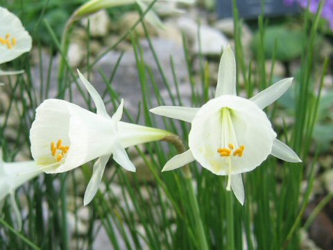 Narcissus cantabricus var. foliosus