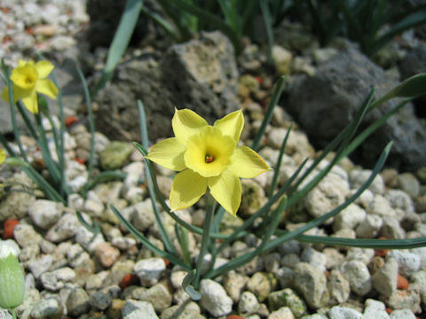 Narcissus juncifolius