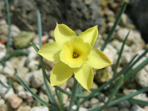 Narcissus juncifolius