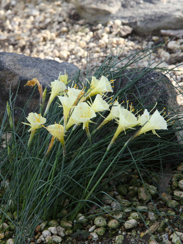 Narcissus romieuxii