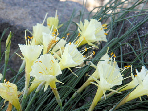 Narcissus romieuxii