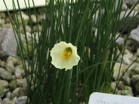 Narcissus romieuxii