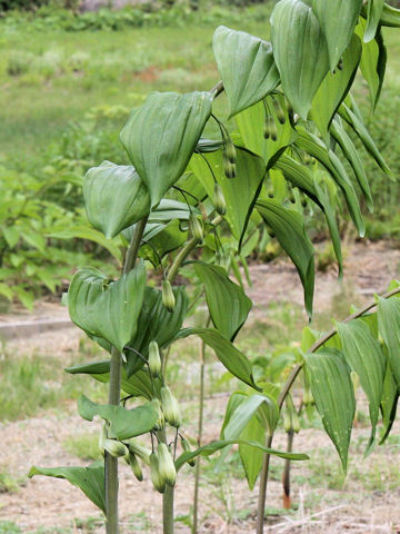 Polygonatum falcatum