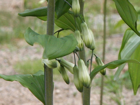 Polygonatum falcatum