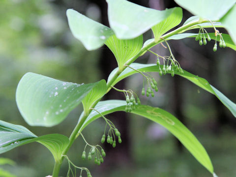 Polygonatum falcatum